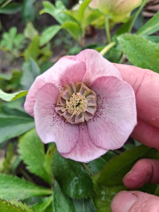 Продам садові декоративні рослини