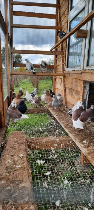 Gołębie standardy i garbonosy