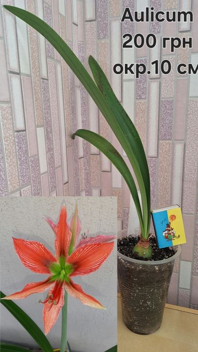 Гіпеаструм/Амариліс Aulicum