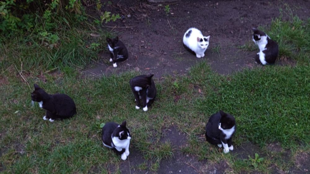 Kociaki czekają na bezpieczne domki