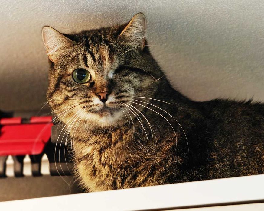 Кішка Єва 1,5 роки шукає дім.