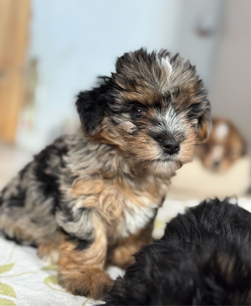 Śliczna suczka Blue Merle Yorkshire Terrier