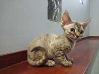 Devon rex kocieta FPL