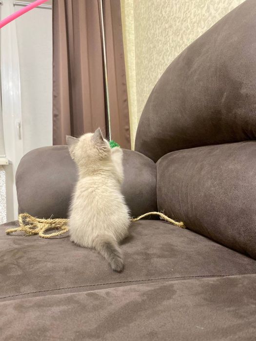 Котята Блю поінт скоттиш страйт, шотланське кошеня хлопчик