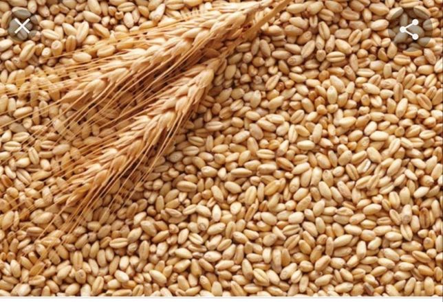 Продам зерно ярої пшениці. Урожай 2022 року