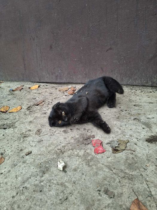 Коти  висловухі, чорні