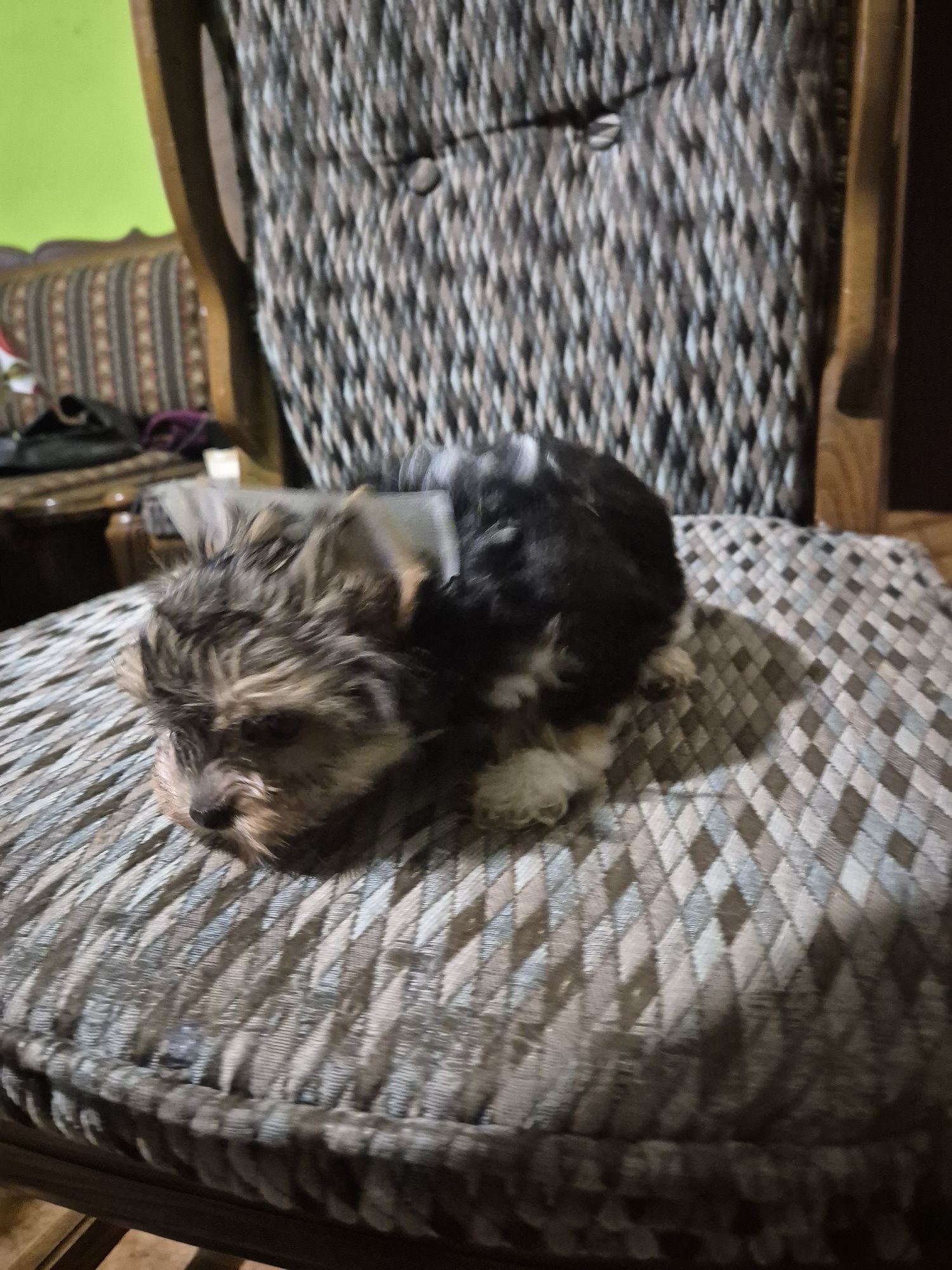 Yorkshire terrier biewer