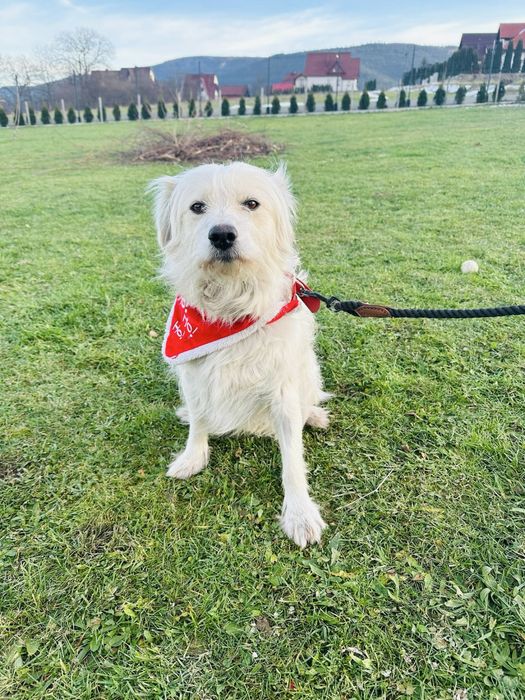 Cudne psiaki Lilka i Benio szukają domku