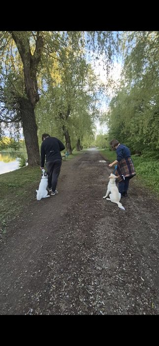Кінолог, очні та онлайн заняття, загальний курс дресирування