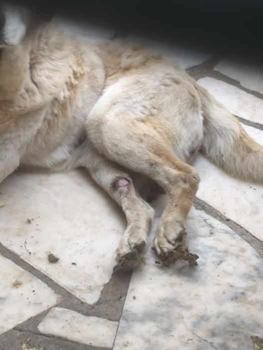 Ajuda para Labradora velhinha