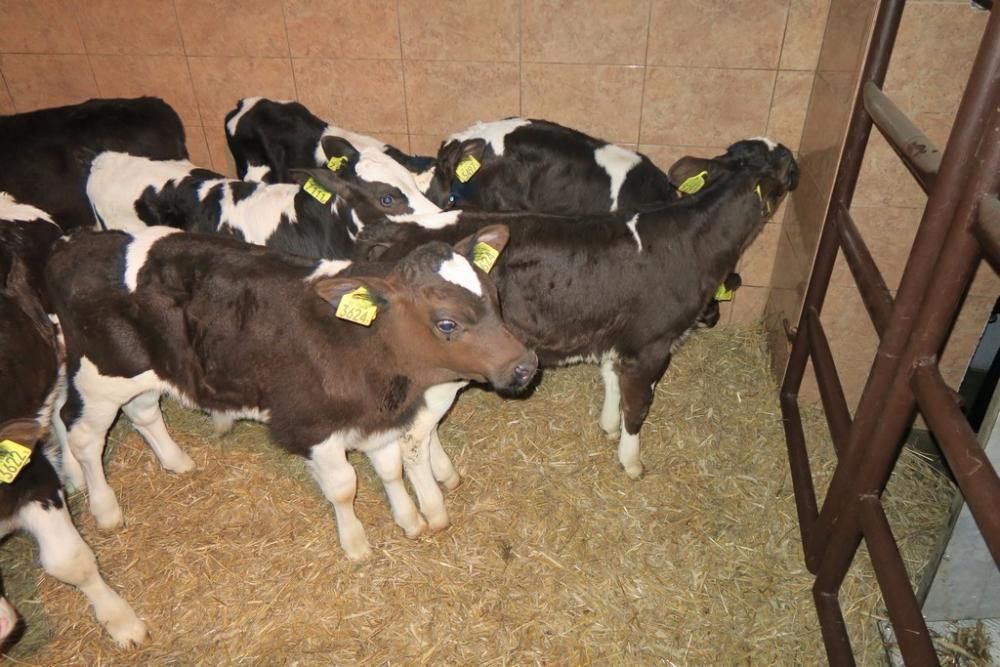 Byczki i jałówki mięsne NCB cielaki cielęta byki sprzedaż cieląt