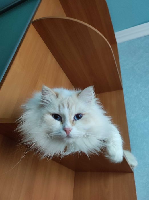 Котик невської маскарадної породи
