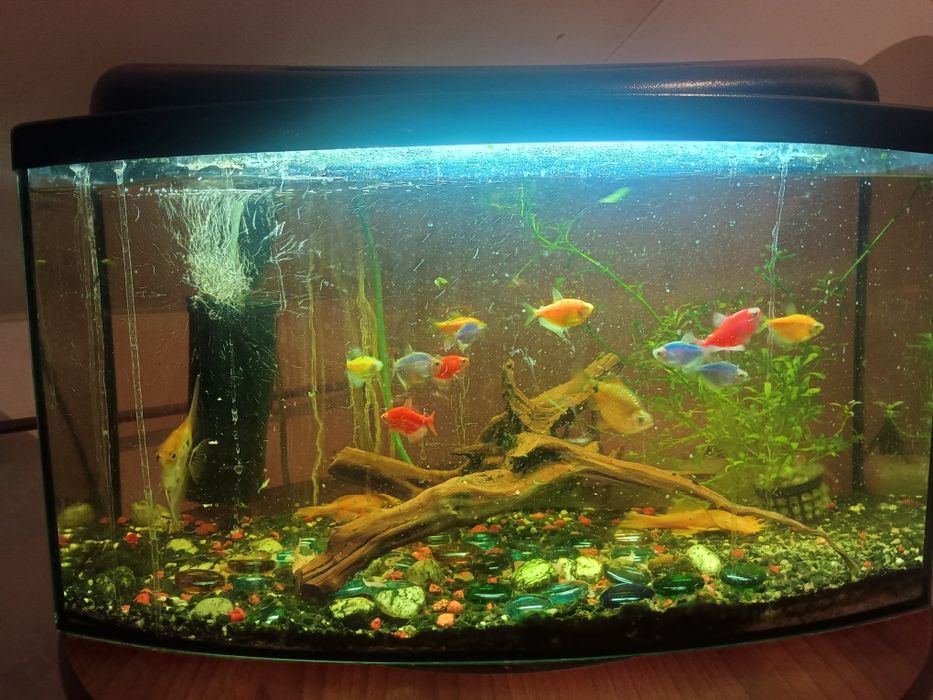 Akwarium 60l z rybkami filtrem i napowietrzaczem