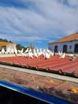 Vendo Pombos para casamentos/batizados