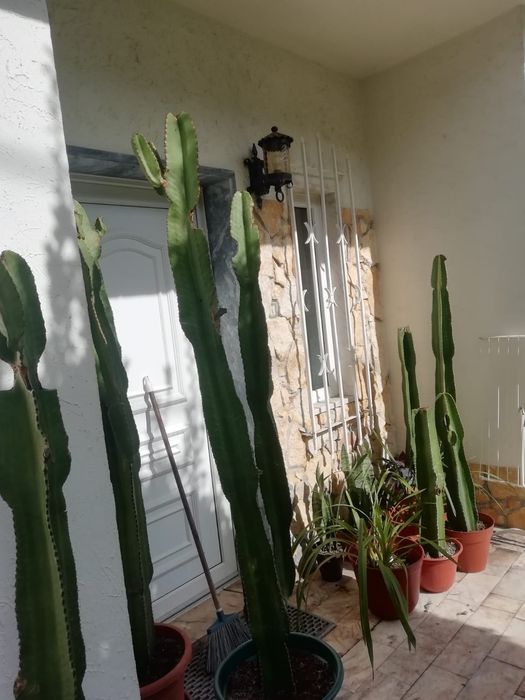 Cacto gigante em vaso