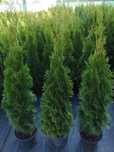 Tuja (thuja) szmaragd  90-110cm / Transport