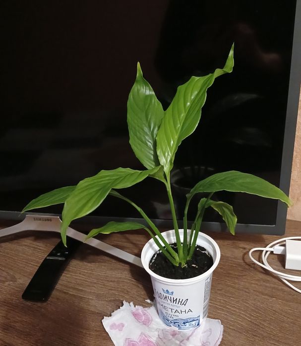 Кімнатні рослини різні