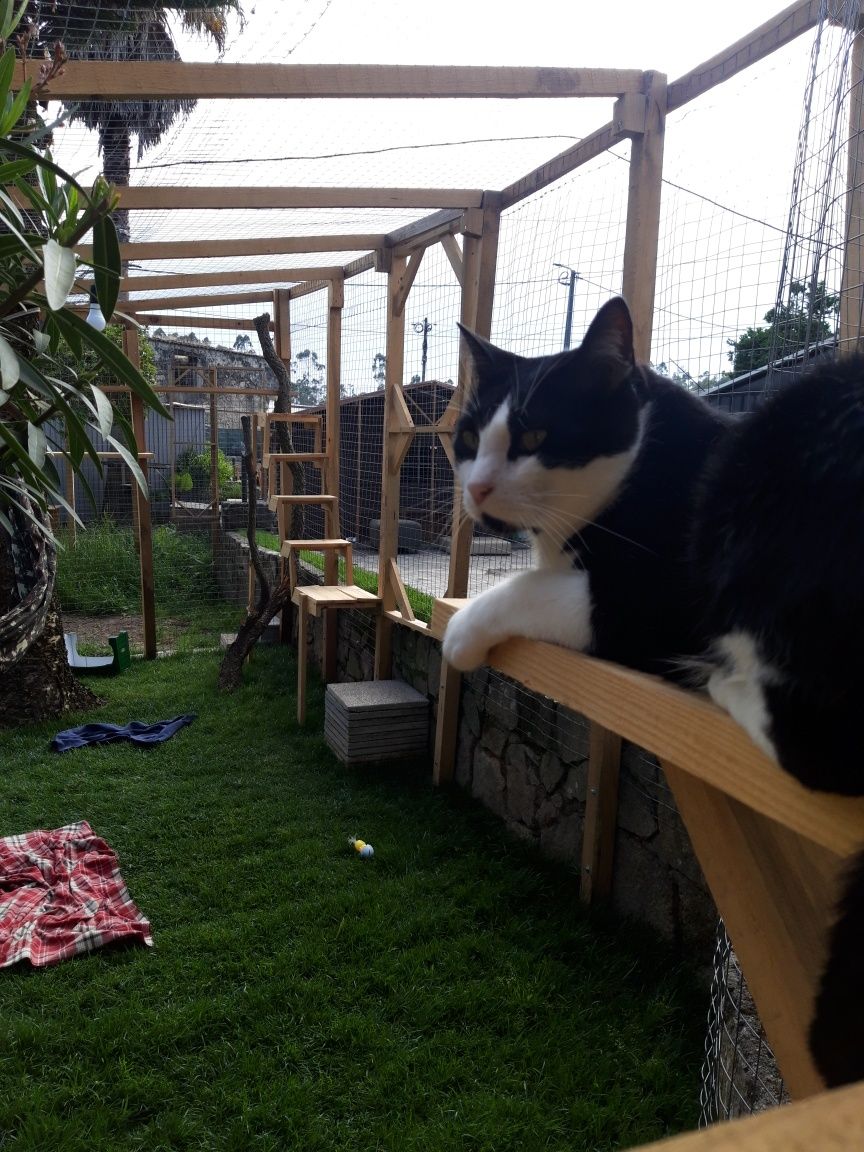 Parque exterior para gatos / Catio / CatCage / Casa para gatos