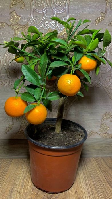 Каламондин   Цитрофортунелла