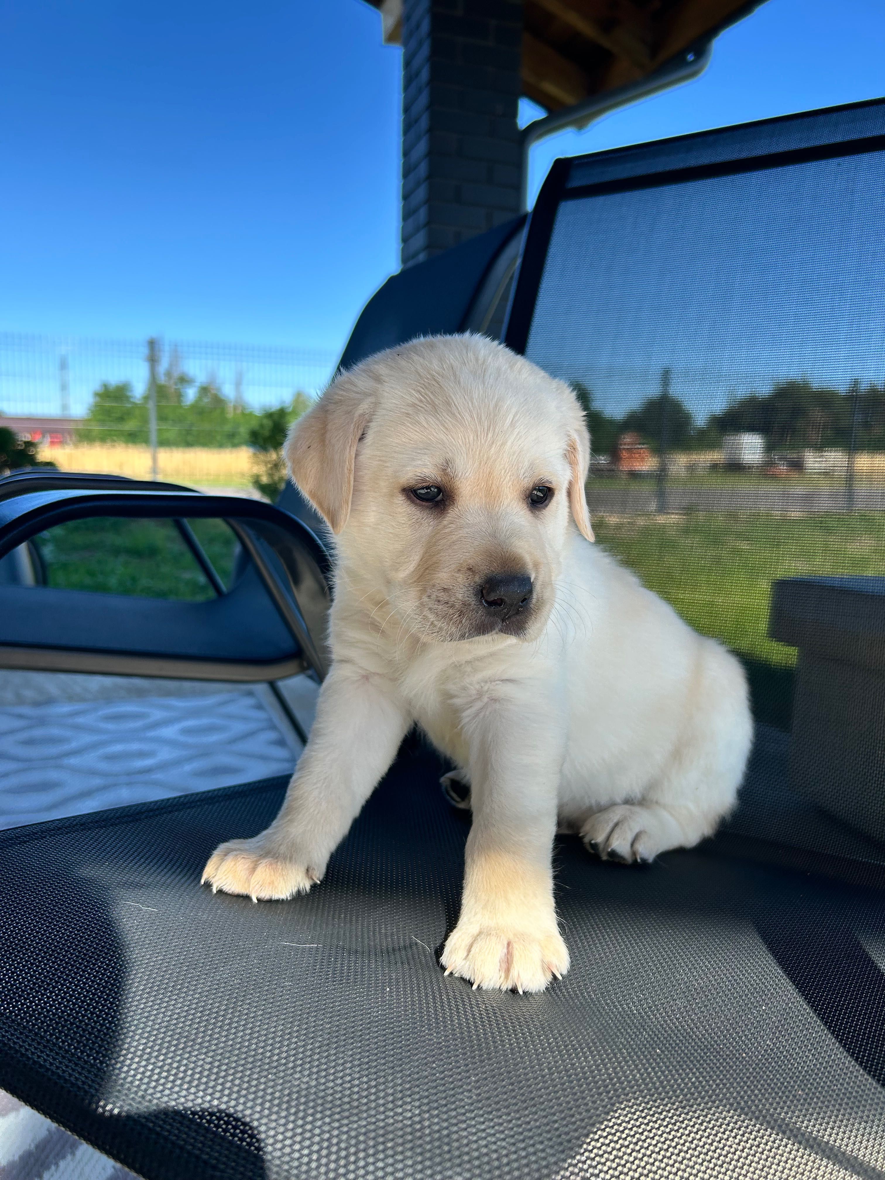 Labrador retriever pies