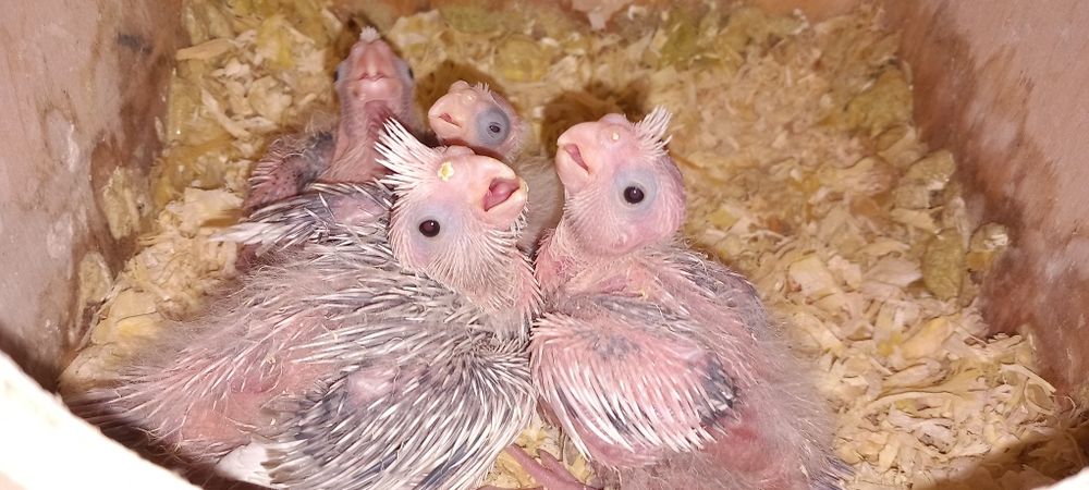 Caturras para criar à mao