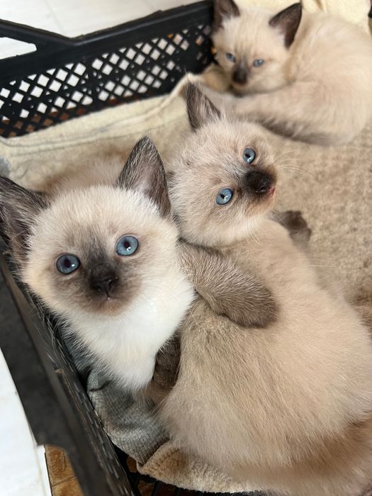 Сіамські котики.