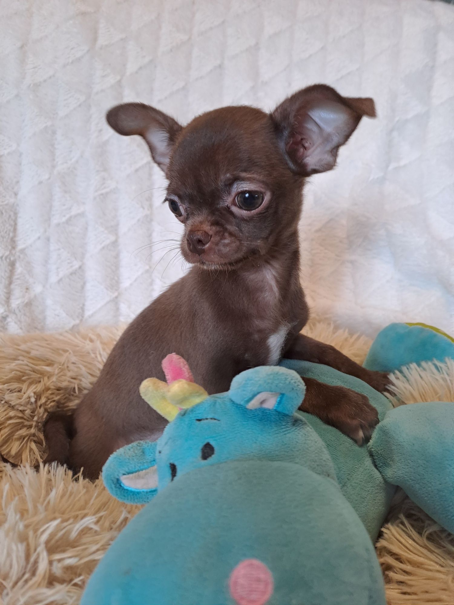 **WAFEL**piesek chihuahua  choco gotowy do zmiany opiekuna