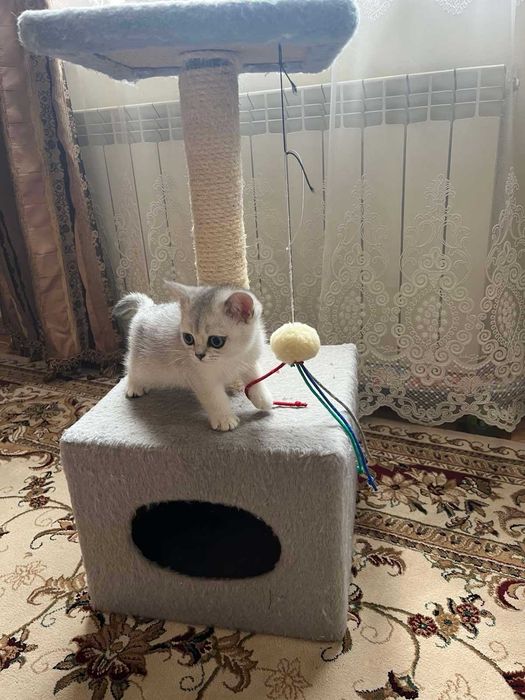 Срібна тікірована прямовушка-красуня