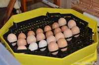 Inkubator, wylęgarka klujnik CLEO 5 41-60 jaj PÓŁAUTOMAT