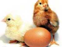інкубаційне яйце R3 A