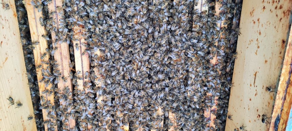 Sprzedam rodziny pszczele,odkłady,pakiety.