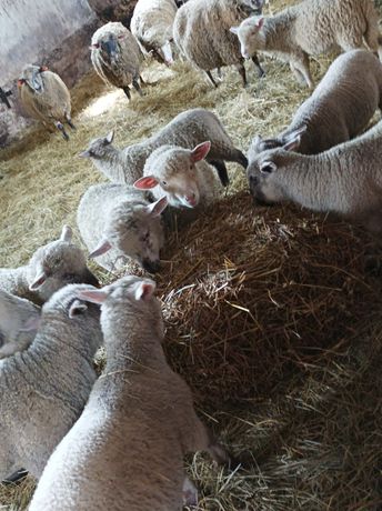 Owce mięsne jagnięta baranki