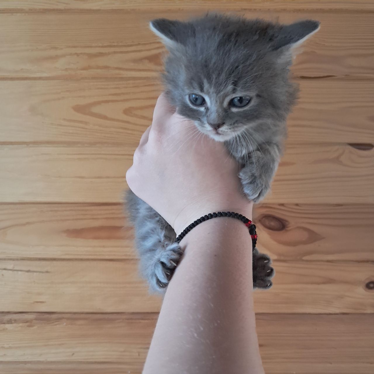 Кошенята в добрі руки