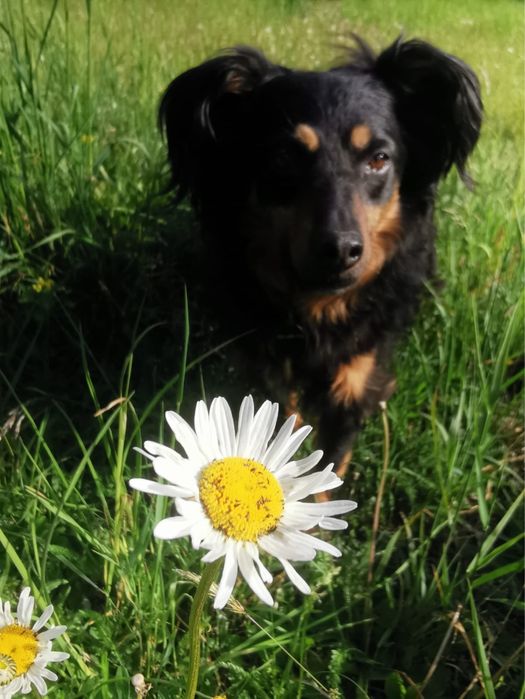 Paula - mała śliczna sunia szuka kochającego domku