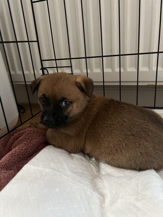 Szczeniaczek szuka domu