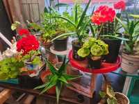 Kwiaty Aloes, Agawa, Kaktusy, Pelargonia