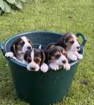 Wspaniały szczeniak rasy Beagle piesek