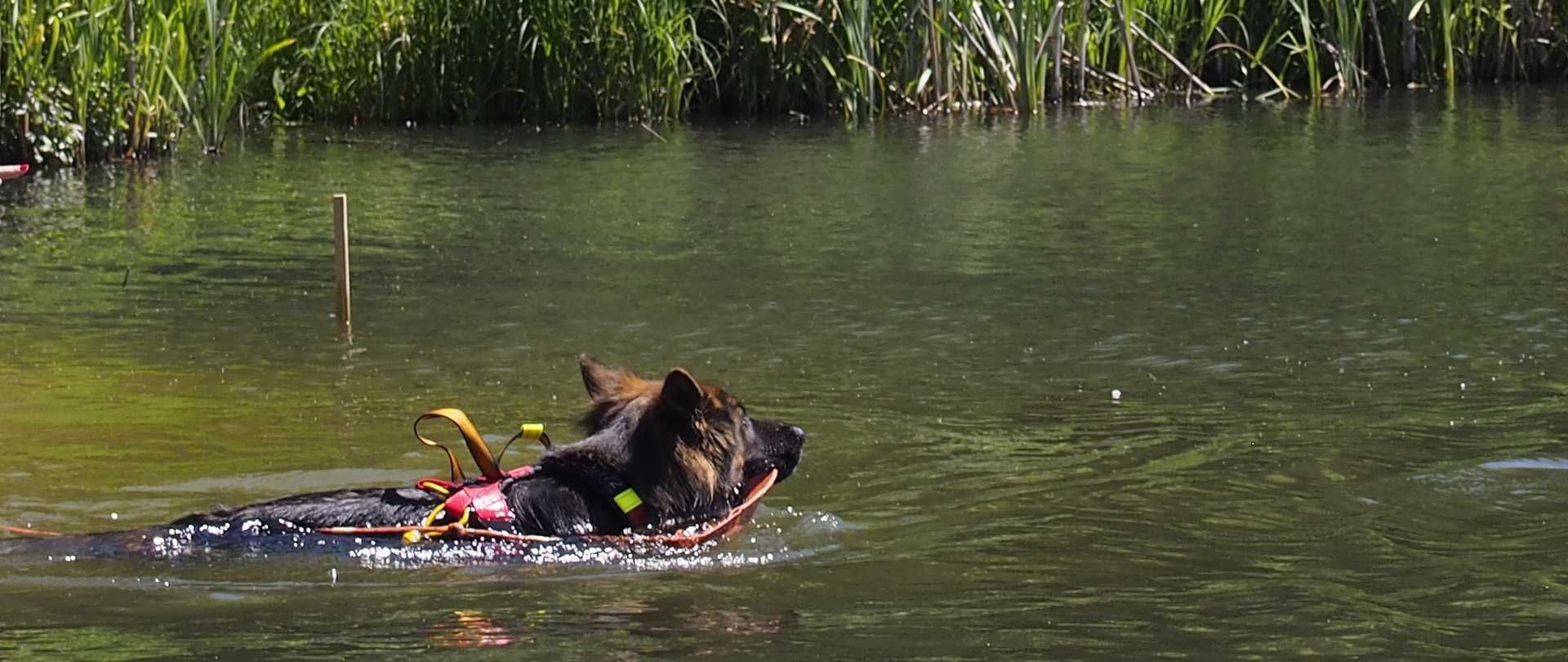 HIFICA SEA GUARD LG Szelki WOPR do Pracy w Wodzie dla Psa