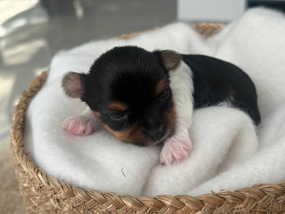 Yorkshire terrier Biewer , York , metryka ZKwP FCI , mały piesek Hugo