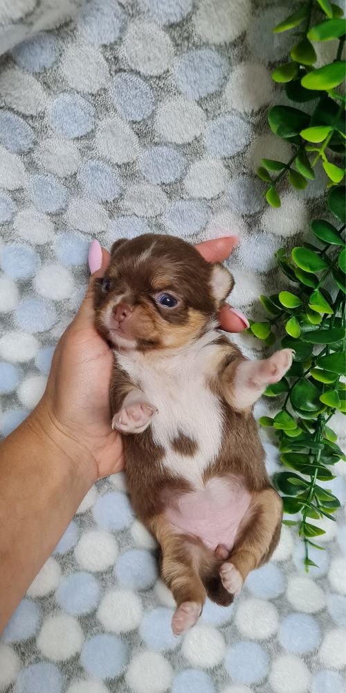 Estupenda menina Chihuahua/Chiuaua de Qualidade. Linhagem Russa
