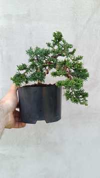 Drzewko Bonsai z jałowca Shimpaku