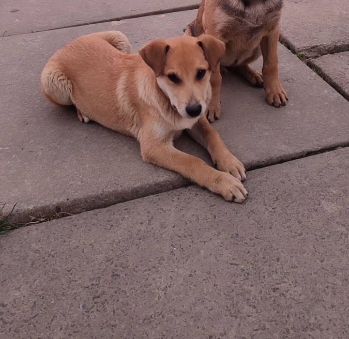 Цуценя-дівчинка 3.5 місяці безкоштовно