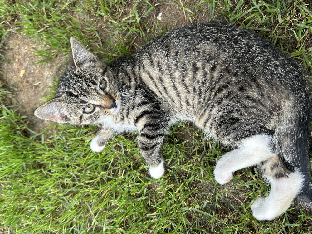 Koty do adopcji za darmo