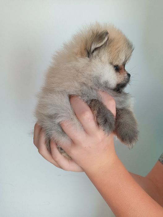 Szpic miniaturowy Pomeranian xxs suczka