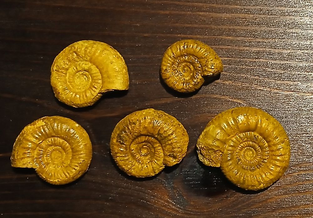 Zestaw amonitów jurajskich. Wyprzedaż kolekcji.