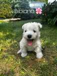 West highland white terrier ZKwP FCI  szczenięta