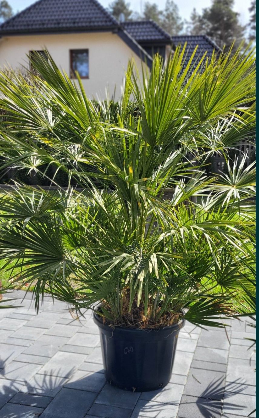 Palma Karlatka Chamaerops Humilis mrozoodporna. 

W doniczce jest 7 sz