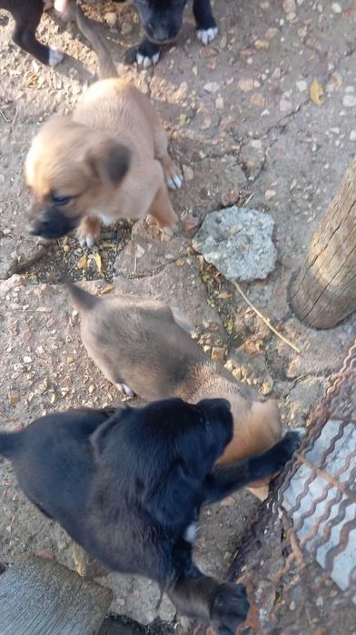 cachorros para adopção