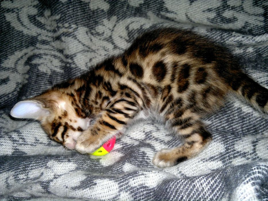 Чистокровний бенгальчик з документами WCF