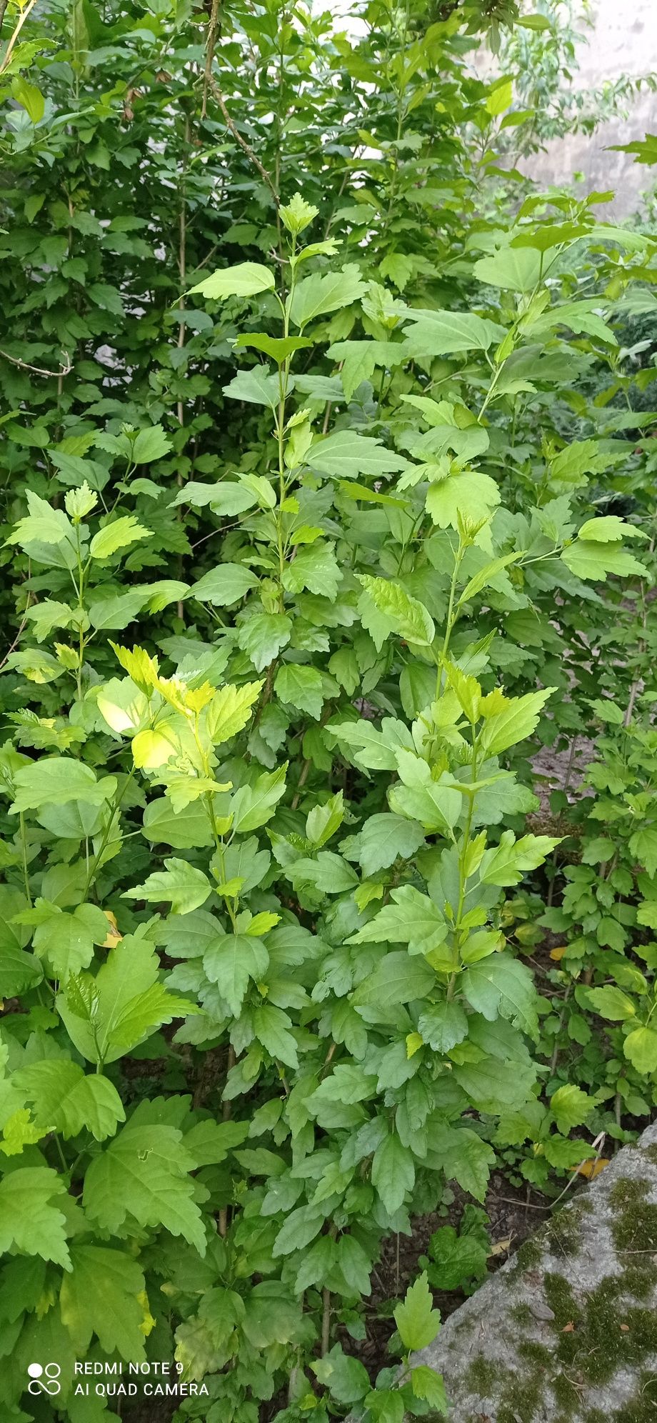 Hibiskus ketmia ogrodowa